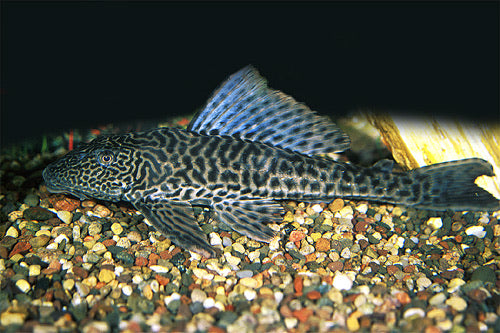 Plecostomus 2"