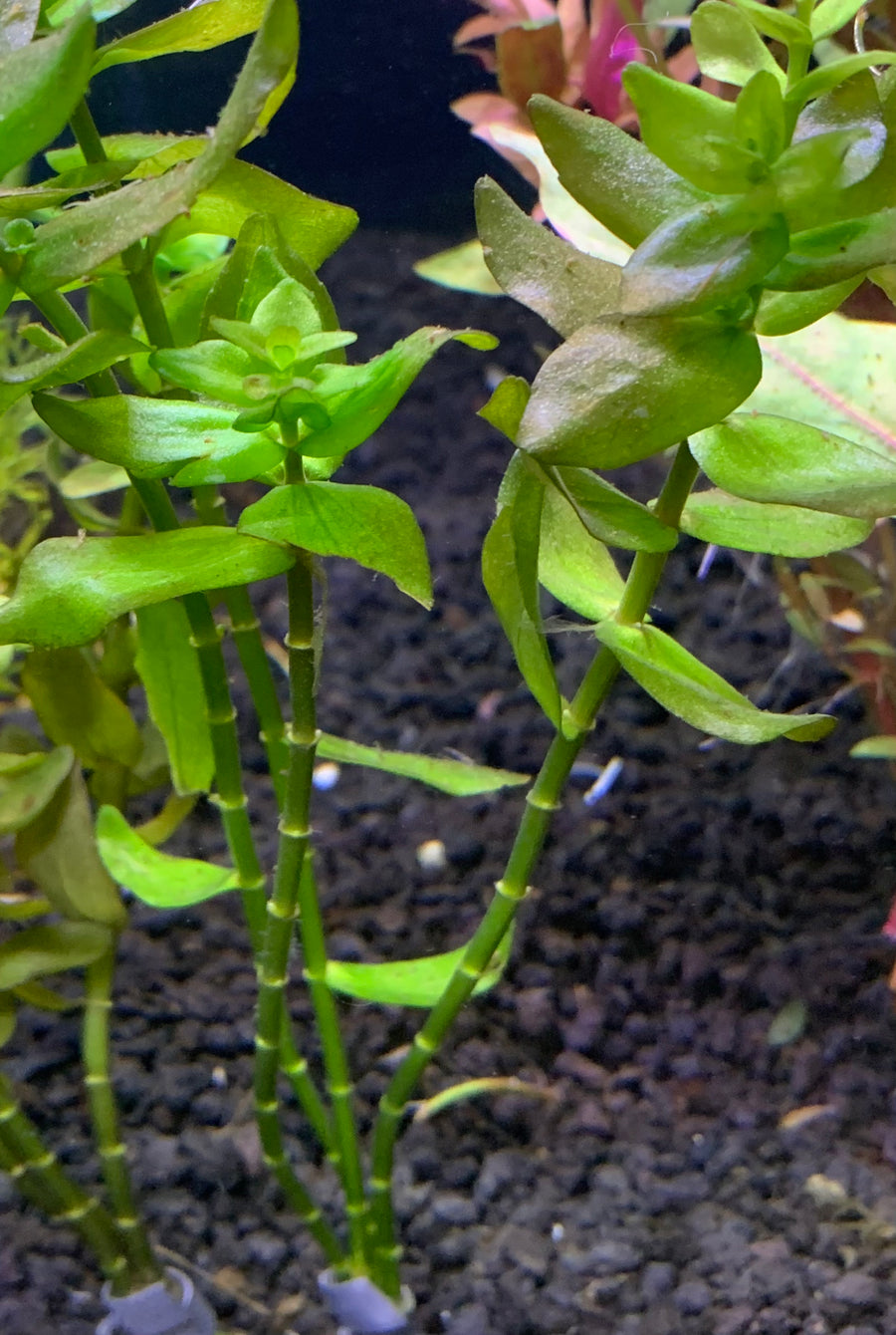 Bacopa Plant Bunched