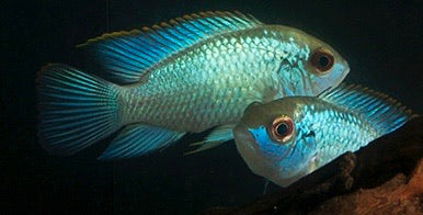 Electric Blue Acara 3"-4"