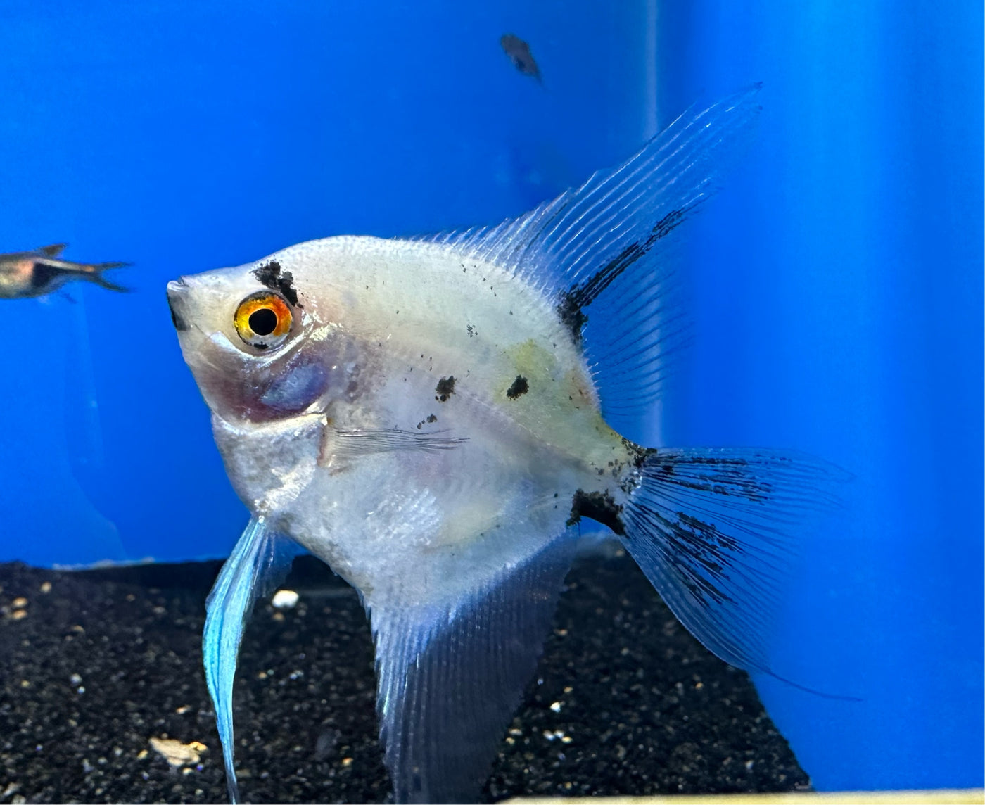 Panda Angelfish - Med