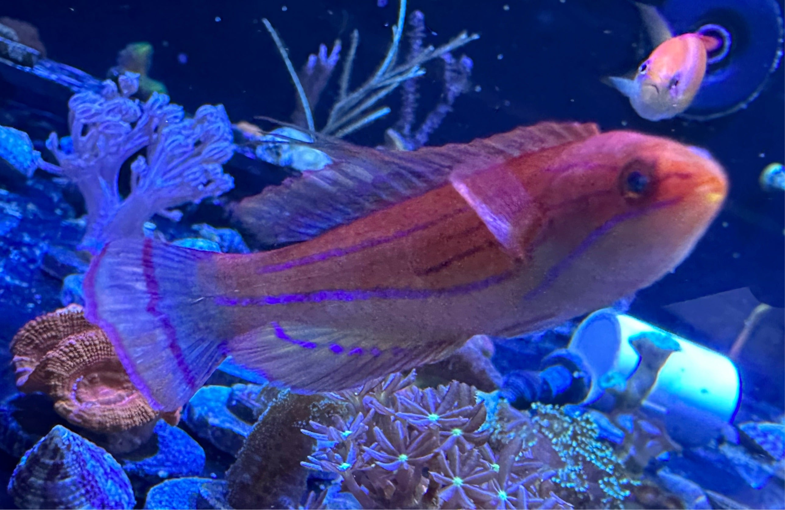 Carpenter's Wrasse - Male