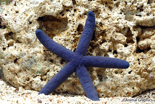 Blue Linckia Sea Star