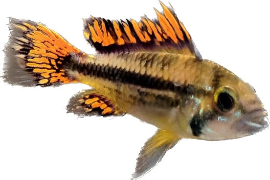 Apistogramma Cacatuoides Double Red