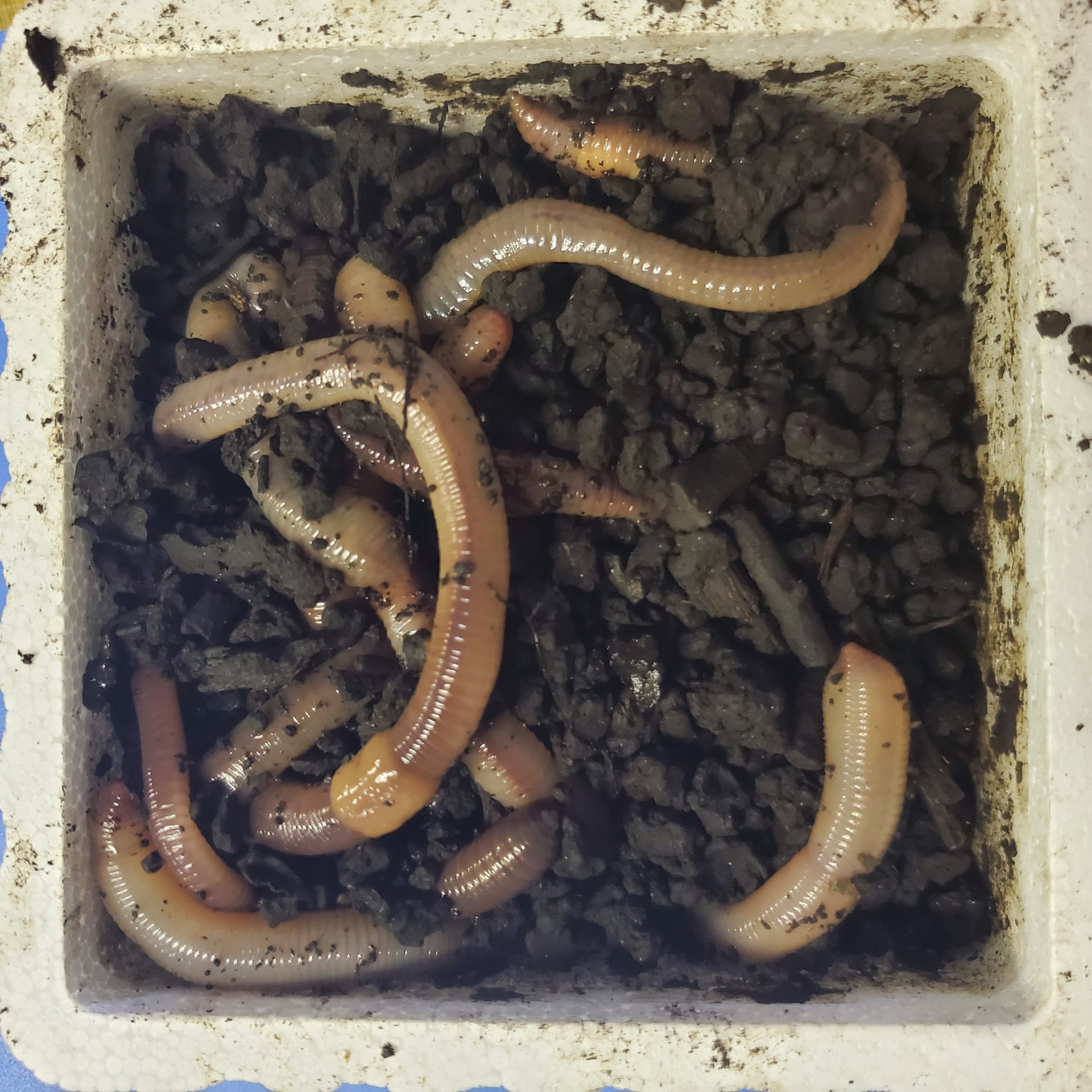 Nightcrawler Worms / Cup (10-12 worms) ·