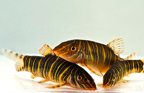 Striata Loach