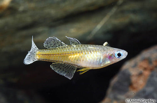 Gertrudae Spotted Blue Eye Rainbowfish