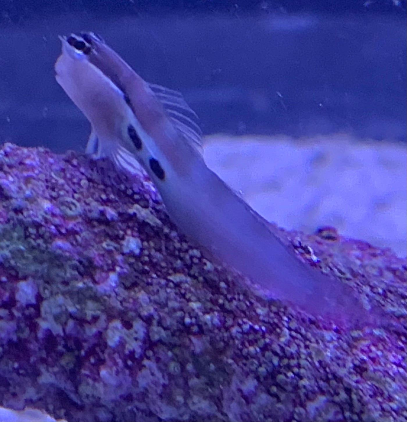 Two Spot Blenny