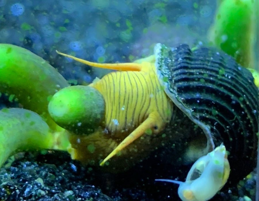 Golden Rabbit Snail