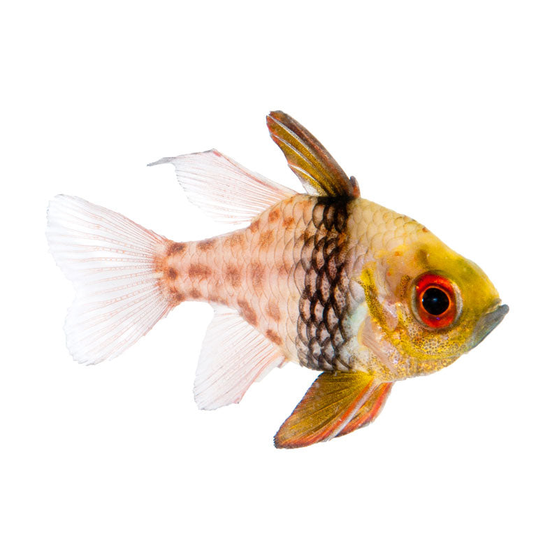 Pajama Cardinalfish (Large)